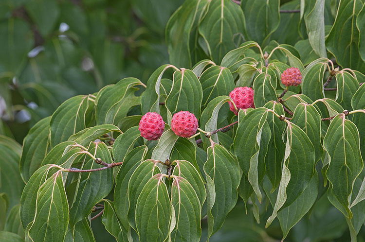 Image of Chinese dogwood