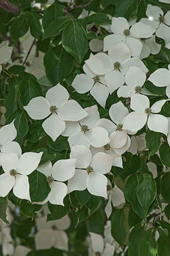 Image of Chinese dogwood