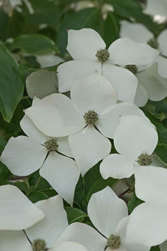 Image of Chinese dogwood