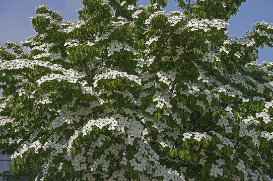 Image of Chinese dogwood