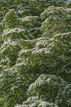 Image of Chinese dogwood