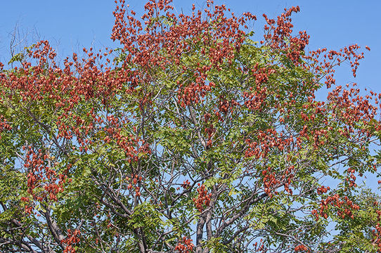 Image of Golden-rain tree