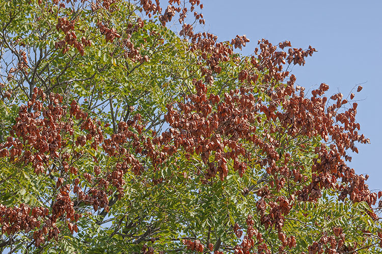 Image of Golden-rain tree