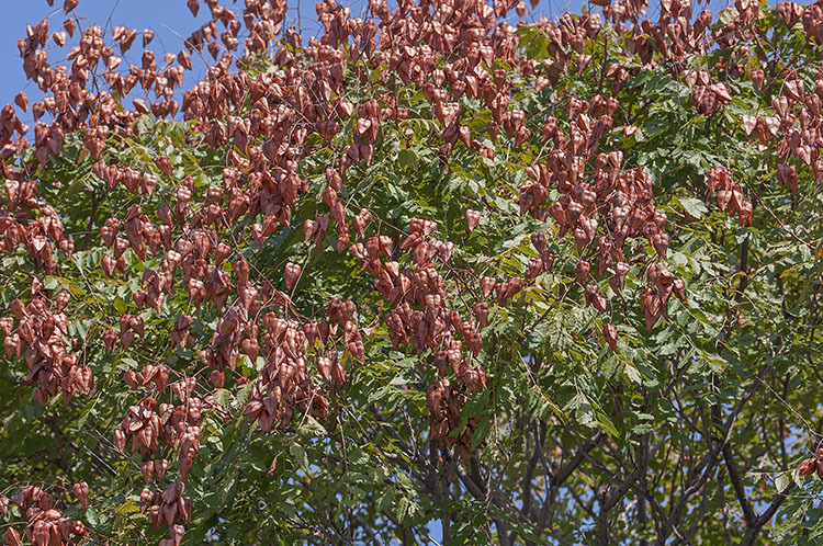 Image of Golden-rain tree