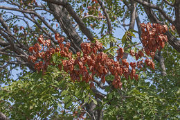 Image of Golden-rain tree