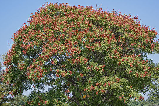 Image of Golden-rain tree