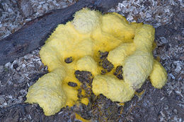 Image of Dog vomit slime mold