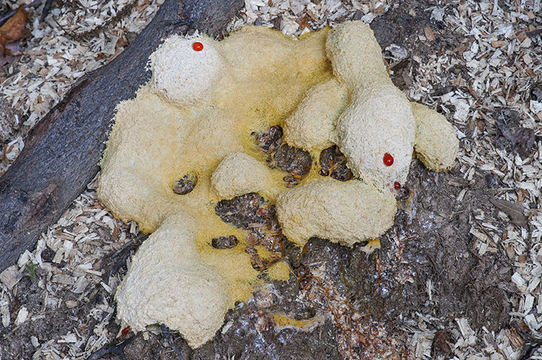 Image of Dog vomit slime mold