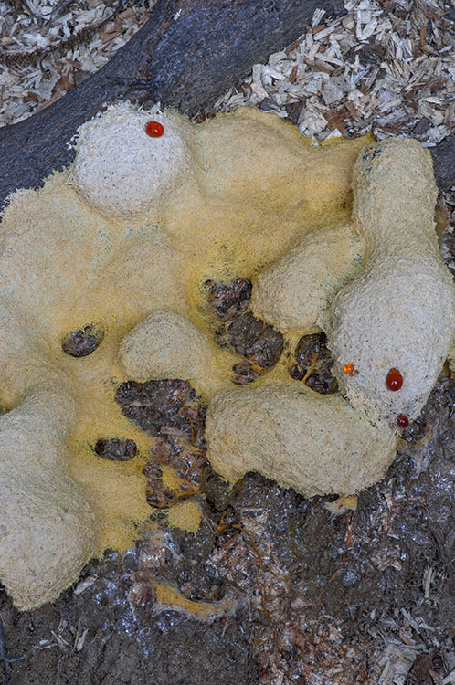 Image of Dog vomit slime mold