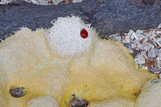 Image of Dog vomit slime mold