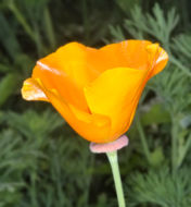 Imagem de Eschscholzia californica Cham.