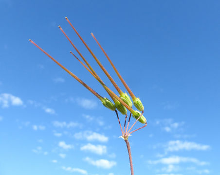 Imagem de Erodium cicutarium (L.) L'Her.