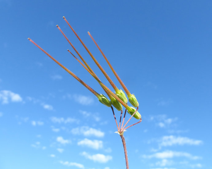 Image of Common Stork's-bill