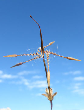 Imagem de Erodium cicutarium (L.) L'Her.