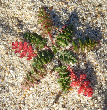 Image of Common Stork's-bill