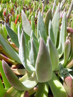 Imagem de Dudleya caespitosa (Haw.) Britton & Rose