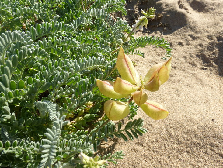 Imagem de Astragalus nuttallii var. virgatus (A. Gray) Barneby