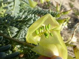 Imagem de Astragalus nuttallii var. virgatus (A. Gray) Barneby