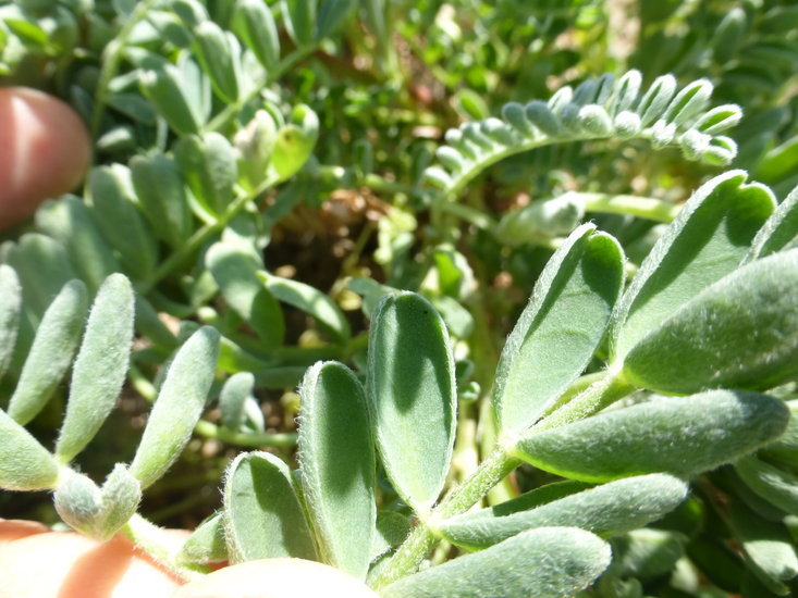 Imagem de Astragalus nuttallii var. virgatus (A. Gray) Barneby