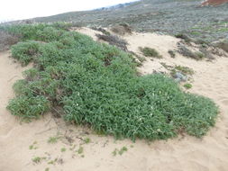 Imagem de Astragalus nuttallii var. virgatus (A. Gray) Barneby