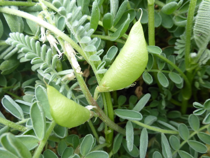 Imagem de Astragalus nuttallii var. virgatus (A. Gray) Barneby