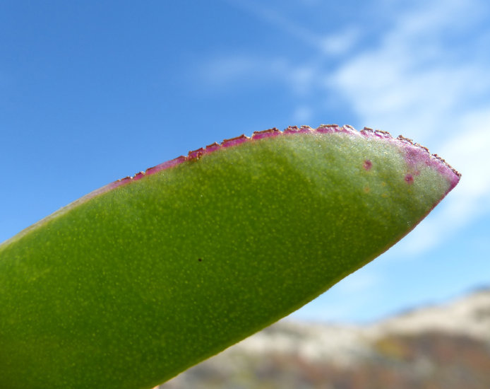 Image of hottentot fig