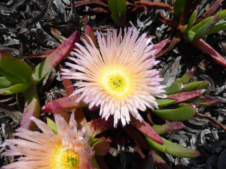 Imagem de Carpobrotus edulis (L.) N. E. Br.