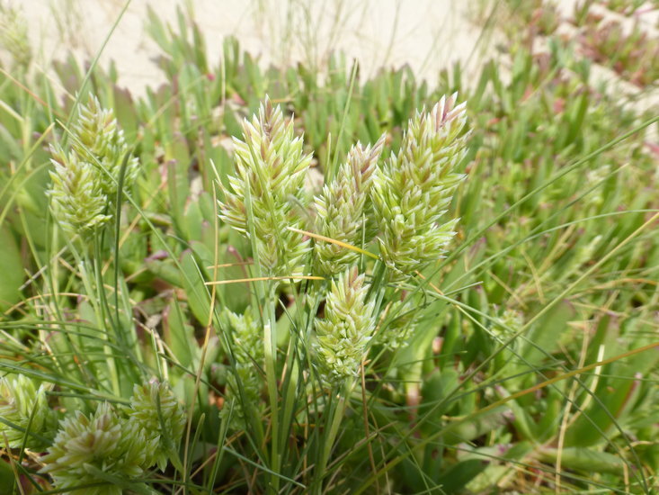 Image de Poa douglasii Nees