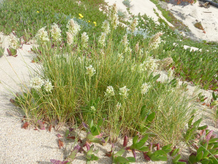 Image de Poa douglasii Nees