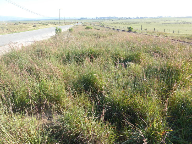 Image of perennial veldtgrass