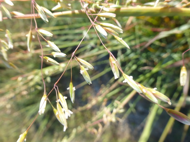 Image of perennial veldtgrass