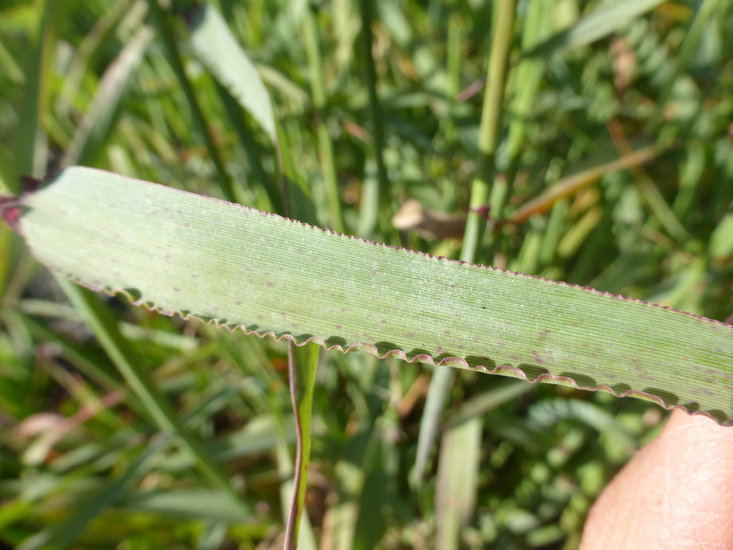 Image of perennial veldtgrass