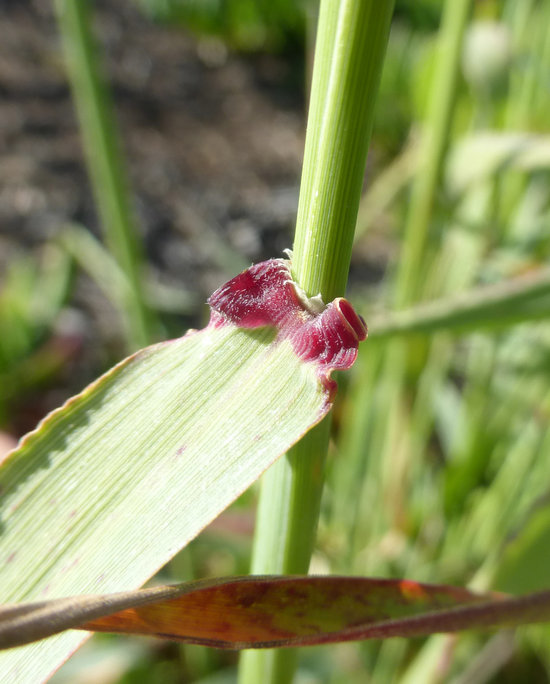 Image of perennial veldtgrass