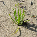 Image of narrow-leaved iceplant