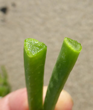 Image of narrow-leaved iceplant