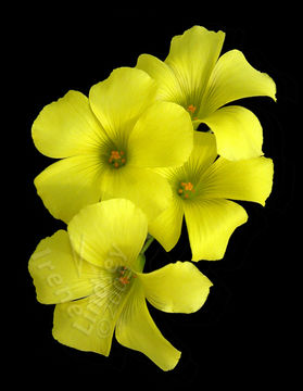 Oxalis pes-caprae L. resmi