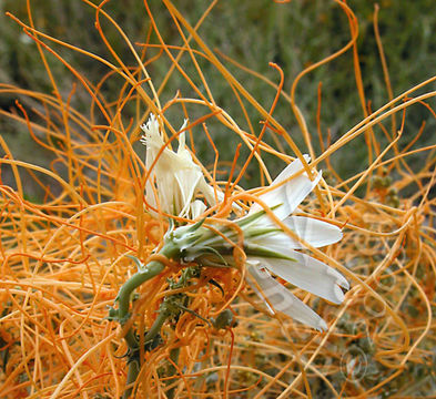 Image of chaparral dodder