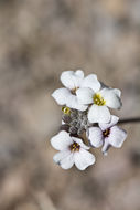 Image de Physaria purpurea (A. Gray) O'Kane & Al-Shehbaz