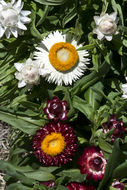 Image of bracted strawflower