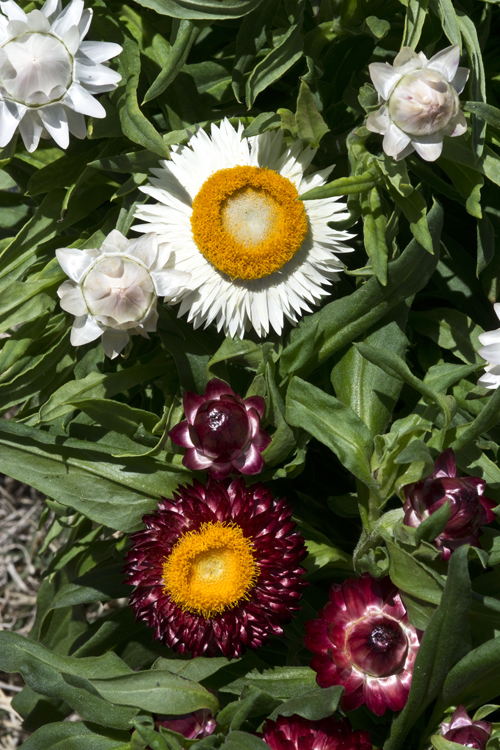 Plancia ëd Xerochrysum bracteatum (Vent.) N. N. Tzvel.