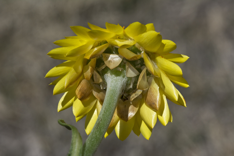 Plancia ëd Xerochrysum bracteatum (Vent.) N. N. Tzvel.