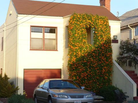 Image of blackeyed Susan vine