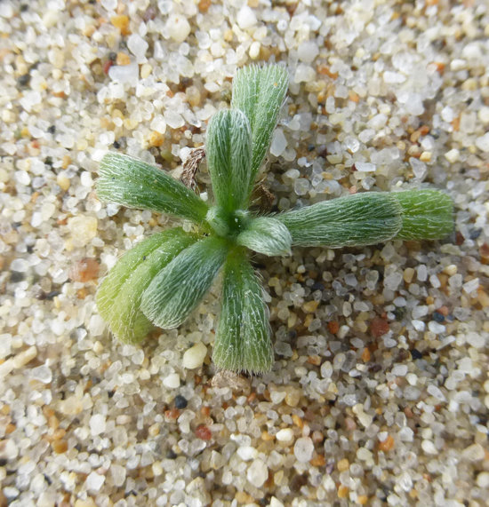 Слика од Cryptantha leiocarpa (Fisch. & C. A. Mey.) Greene