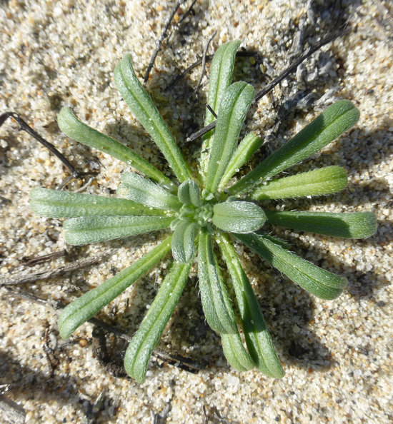 Слика од Cryptantha leiocarpa (Fisch. & C. A. Mey.) Greene