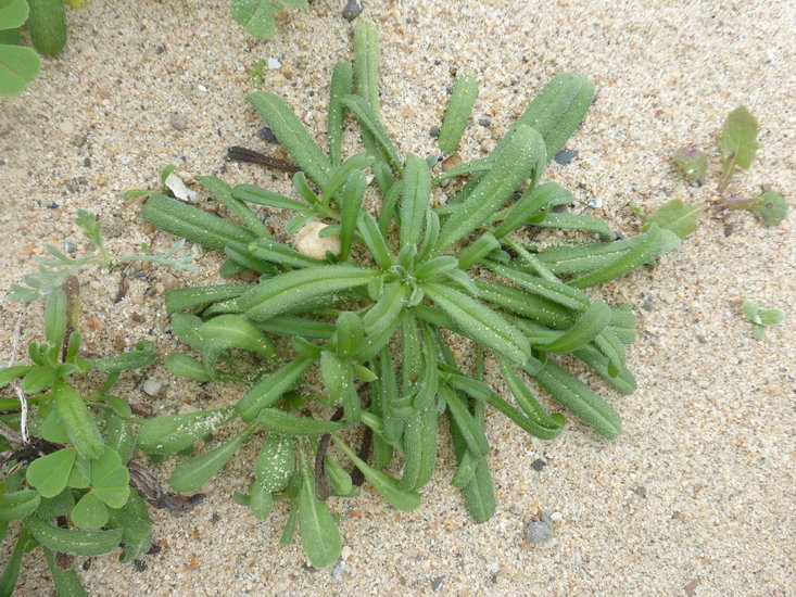 Слика од Cryptantha leiocarpa (Fisch. & C. A. Mey.) Greene