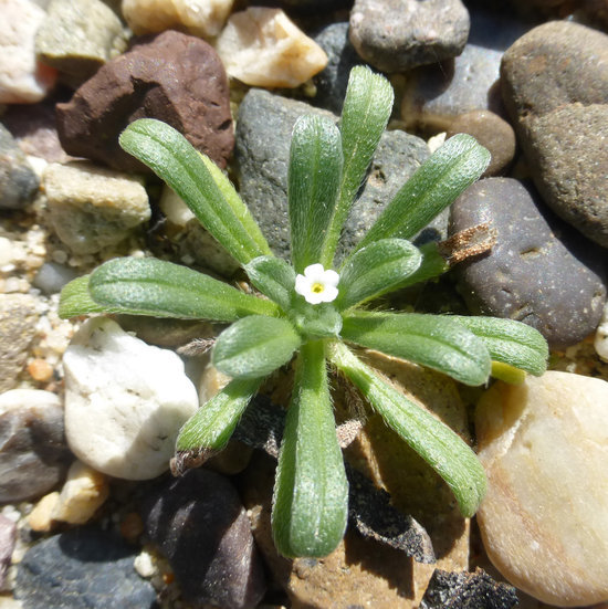 Слика од Cryptantha leiocarpa (Fisch. & C. A. Mey.) Greene