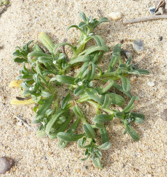 Sivun Cryptantha leiocarpa (Fisch. & C. A. Mey.) Greene kuva