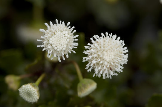 Image of Rio Grande Shinner's Aster