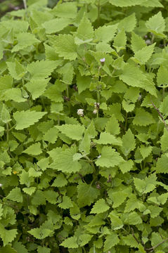 Plancia ëd Fleischmannia incarnata (Walt.) R. King & H. Rob.