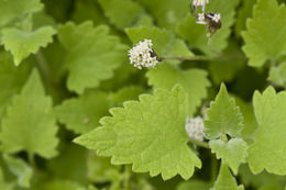 Fleischmannia incarnata (Walt.) R. King & H. Rob. resmi